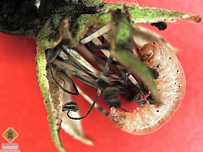 Larva de Hoplocampa.jpg